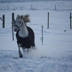 Anden særlig race Asgogårds Dusty SOLGT RIP