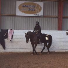 New Forest Hamborgs Amistar (solgt)