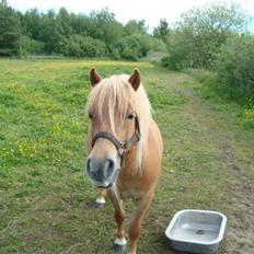 Shetlænder Ronja SOLGT
