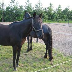 Fuldblod (XX) Ferrari (R.I.P) <3