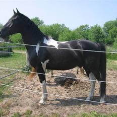 Pinto Hingst Hjalman af korup 