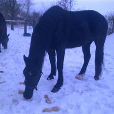 Oldenborg Stald Kock´s Ronaldho