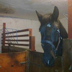 Oldenborg Stald Kock´s Ronaldho