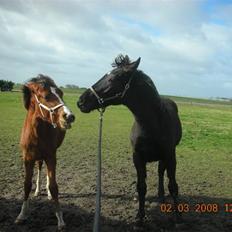 Oldenborg Stald Kock´s Ronaldho