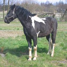 Pinto Hingst Hjalman af korup 