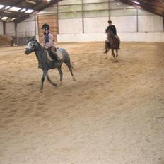 Welsh Mountain (sec A) Fakla Geraldine (Solgt)