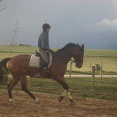 Dansk Varmblod Poseidon