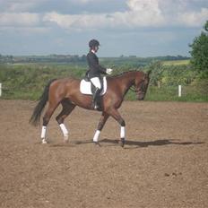 Dansk Varmblod Poseidon