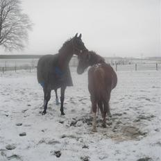 Dansk Varmblod Poseidon