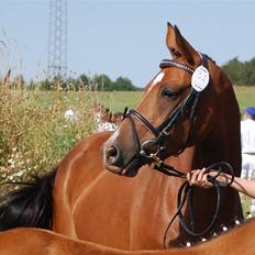 DSP Nørlunds Eliza (Solgt)