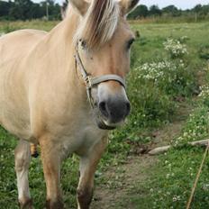 Fjordhest Diesel