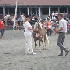 Welsh Mountain (sec A) Stendyssens Lopi R.I.P
