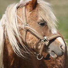 Welsh Mountain (sec A) Stendyssens Lopi R.I.P