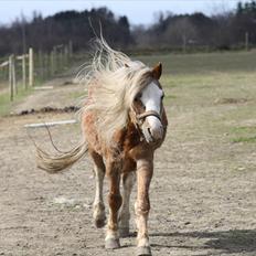 Welsh Mountain (sec A) Stendyssens Lopi R.I.P