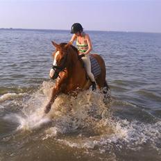 Dansk Varmblod Kashmir