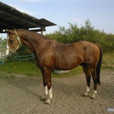 Dansk Varmblod Kashmir