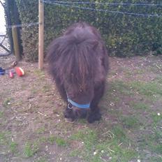 Anden særlig race rosa