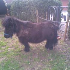 Anden særlig race rosa