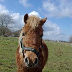 Shetlænder Dorthe (Bella)DØD ;'(