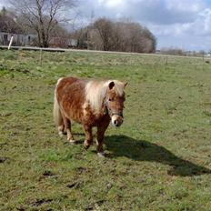 Shetlænder Dorthe (Bella)DØD ;'(