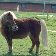 Shetlænder Dorthe (Bella)DØD ;'(