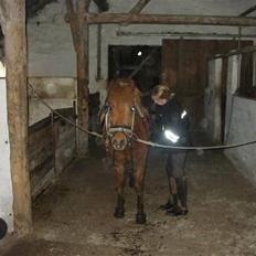 Anden særlig race Laban