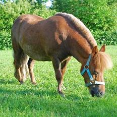 Shetlænder Nanny Bomlund