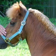 Shetlænder Nanny Bomlund