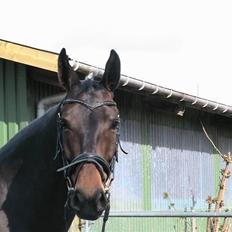 Oldenborg Safian's Gormline 
