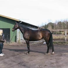 Oldenborg Safian's Gormline 