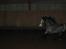 Welsh Pony (sec B) Myandor  - snuse snuse... der lugter så godt i en hal