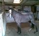 Welsh Pony (sec B) Myandor 