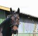Oldenborg Safian's Gormline 