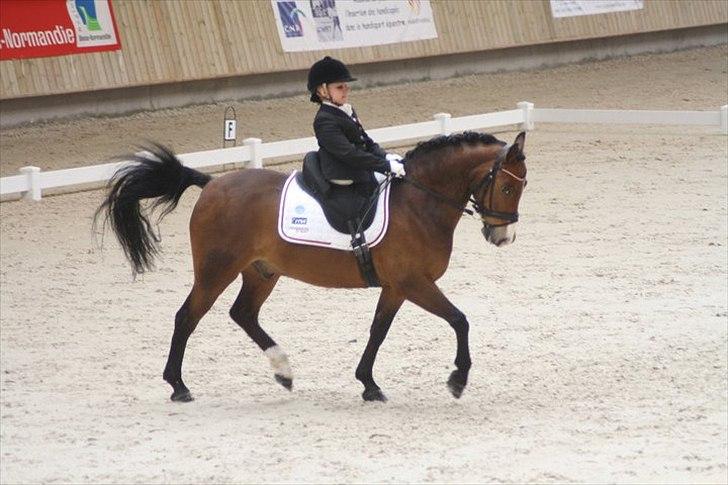 New Forest Labbenhus Snøvs <3 R.I.P :'( - I ilden til internationalt CPEDI3* stævne i Frankrig :)  billede 12