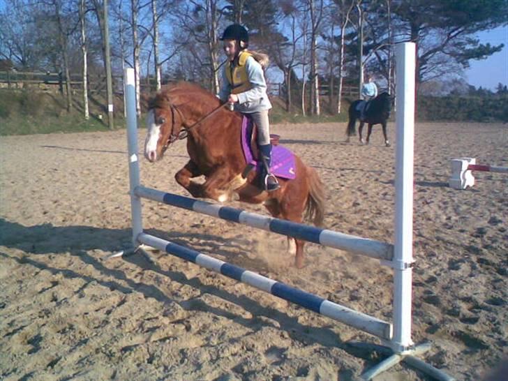 Welsh Mountain (sec A) Bubbly Snowflake  - den lille ponze springer 80-90 cm. :) spring pony <3 billede 7