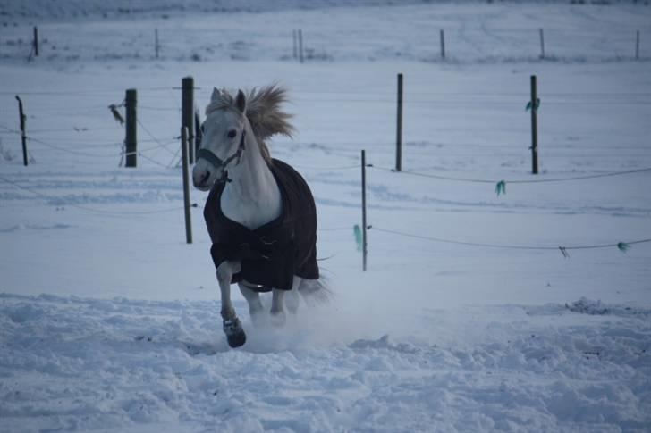 Anden særlig race Asgogårds Dusty SOLGT RIP - ponyen i sneen ;b foto Alexandra (: billede 2