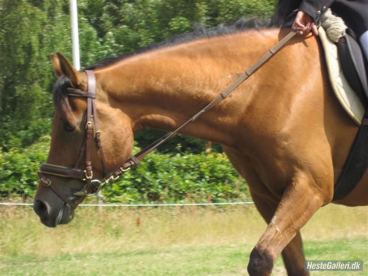 Hollandsk Sportspony Lukas  - 9) Vi tar´ lige en slapper efter dressuren :) Foto: Sofie :) billede 10