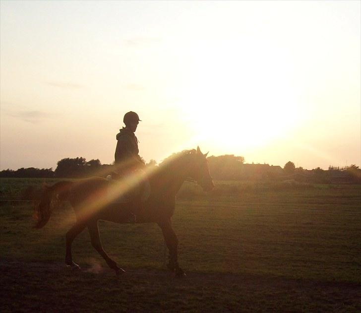 Hollandsk Sportspony Lukas  - 10) Horseback riding in the sunset <3 billede 11