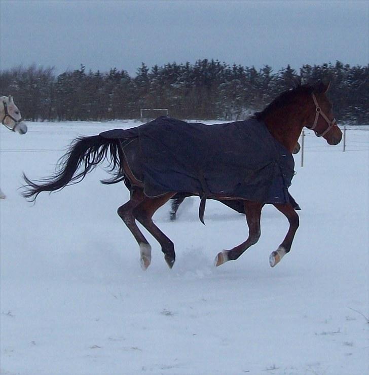 Hollandsk Sportspony Lukas  - 11) snee :D billede 12