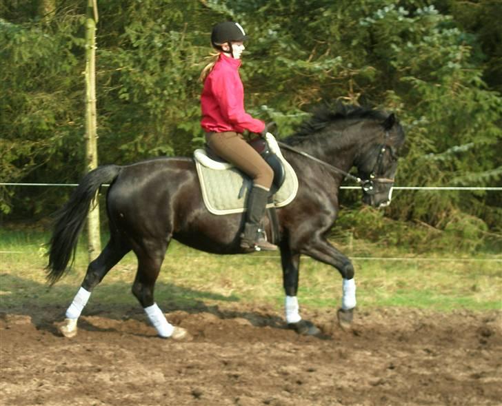 Anden særlig race Miklagaards Black Beauty billede 4