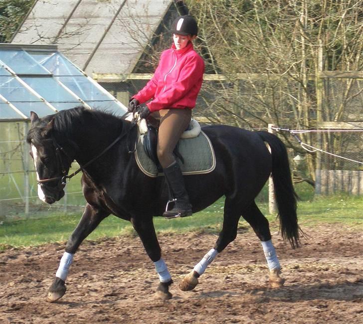 Anden særlig race Miklagaards Black Beauty billede 5