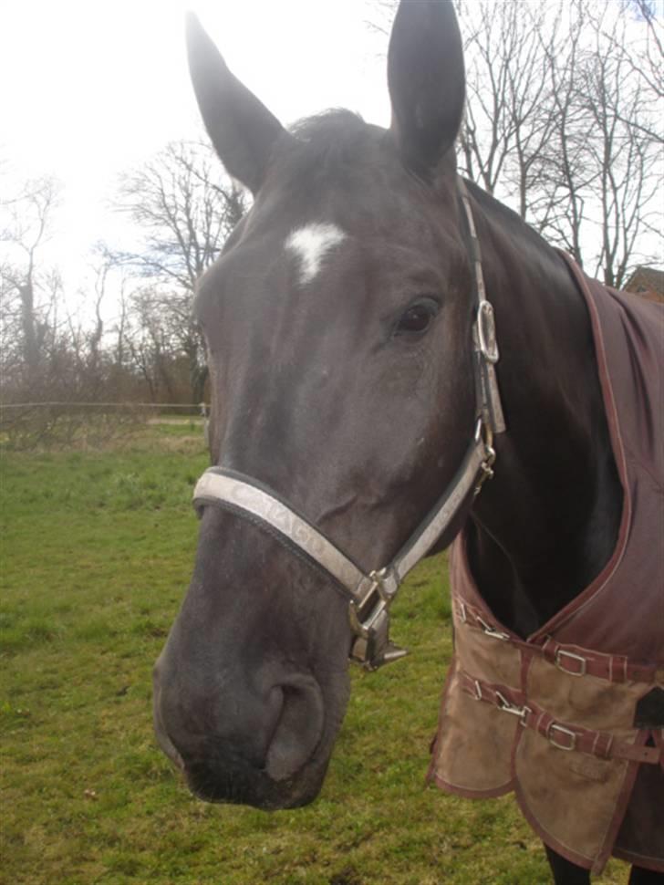 Oldenborg Tara af Kloster billede 10