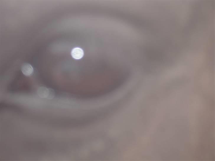 Oldenborg Tara af Kloster billede 11