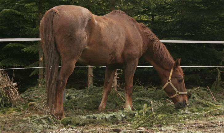 Hannoveraner Gaston - På den nye vinterfold i skoven, 2008 billede 18