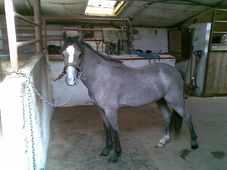 Welsh Pony (sec B) Myandor  - se hvor fint jeg står billede 1