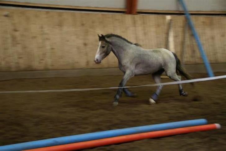 Welsh Pony (sec B) Myandor  billede 2