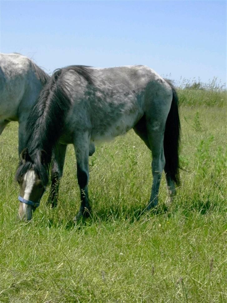 Welsh Pony (sec B) Myandor  - sådan så han ud da jeg købte ham! tynd og fejlernæret... billede 4