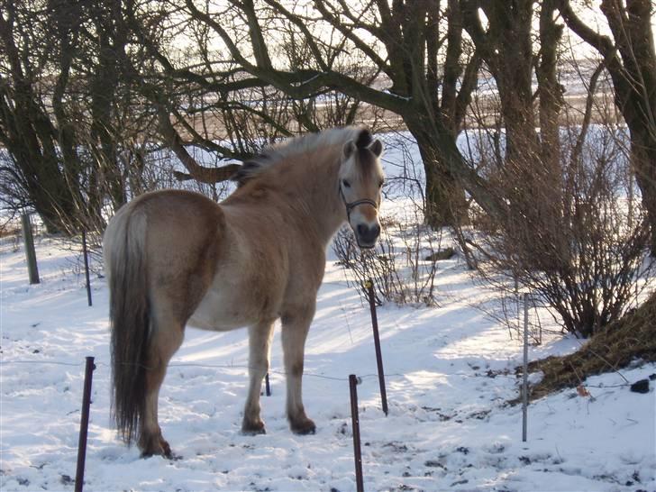 Fjordhest Max - max i sne som han elsker billede 1