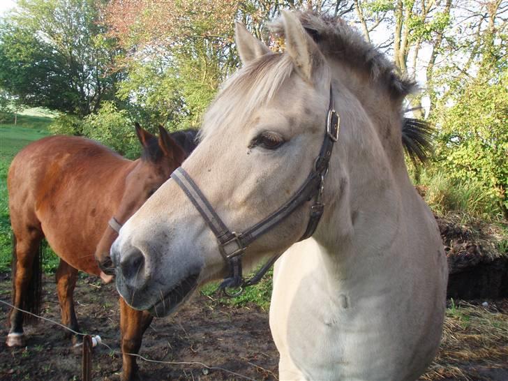 Fjordhest Max - hov hvad ske der noget man skulle blive bange for ????? billede 2