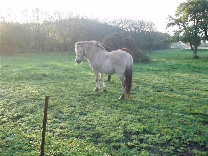 Fjordhest Max - hvo du tog et billede af mig  billede 3